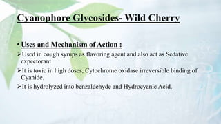 Cyanophore Glycosides- Wild Cherry
• Uses and Mechanism of Action :
Used in cough syrups as flavoring agent and also act as Sedative
expectorant
It is toxic in high doses, Cytochrome oxidase irreversible binding of
Cyanide.
It is hydrolyzed into benzaldehyde and Hydrocyanic Acid.
 