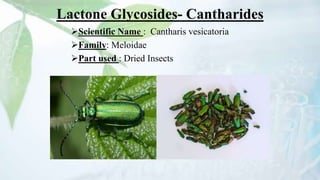 Lactone Glycosides- Cantharides
Scientific Name : Cantharis vesicatoria
Family: Meloidae
Part used : Dried Insects
 