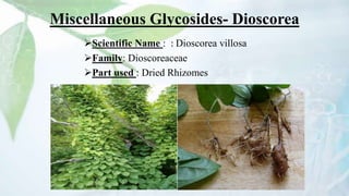 Miscellaneous Glycosides- Dioscorea
Scientific Name : : Dioscorea villosa
Family: Dioscoreaceae
Part used : Dried Rhizomes
 