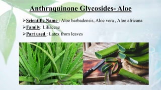 Anthraquinone Glycosides- Aloe
Scientific Name : Aloe barbadensis, Aloe vera , Aloe africana
Family: Liliaceae
Part used : Latex from leaves
 