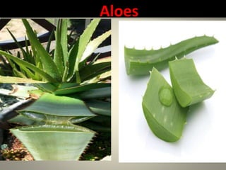 Aloes
 