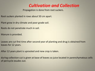 Cultivation and Collection
Propagation is done from root suckers.
Root suckers planted in rows about 50 cm apart.
Plant grow in dry climate and poor grade soil.
Roots do not penetrate much in soil.
Manure is provided.
Leaves are cut first time after second year of planting and drug is obtained from
leaves for 12 years.
After 12 years plant is uprooted and new crop is taken.
during collection cut is given at base of leaves so juice located in parenchymatous cells
of pericycle exudes out.
 