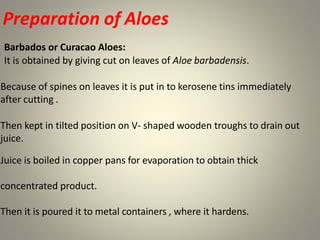 Preparation of Aloes
Barbados or Curacao Aloes:
It is obtained by giving cut on leaves of Aloe barbadensis.
Because of spines on leaves it is put in to kerosene tins immediately
after cutting .
Then kept in tilted position on V- shaped wooden troughs to drain out
juice.
Juice is boiled in copper pans for evaporation to obtain thick
concentrated product.
Then it is poured it to metal containers , where it hardens.
 