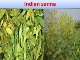 Indian senna
 