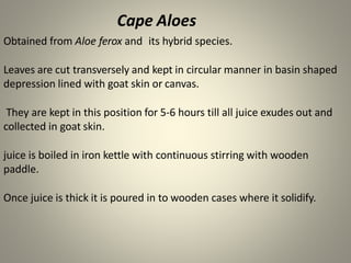 Cape Aloes
Obtained from Aloe ferox and its hybrid species.
Leaves are cut transversely and kept in circular manner in basin shaped
depression lined with goat skin or canvas.
They are kept in this position for 5-6 hours till all juice exudes out and
collected in goat skin.
juice is boiled in iron kettle with continuous stirring with wooden
paddle.
Once juice is thick it is poured in to wooden cases where it solidify.
 