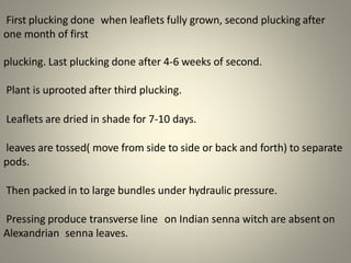 First plucking done when leaflets fully grown, second plucking after
one month of first
plucking. Last plucking done after 4-6 weeks of second.
Plant is uprooted after third plucking.
Leaflets are dried in shade for 7-10 days.
leaves are tossed( move from side to side or back and forth) to separate
pods.
Then packed in to large bundles under hydraulic pressure.
Pressing produce transverse line on Indian senna witch are absent on
Alexandrian senna leaves.
 