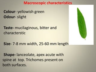 Macroscopic characteristics
Colour- yellowish green
Odour- slight
Taste- mucilaginous, bitter and
characterstic
Size- 7-8 mm width, 25-60 mm length
Shape- lanceolate, apex acute with
spine at top. Trichomes present on
both surfaces.
 