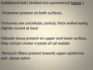 Isobilateral leaf.( divided into symmetrical halves )
Trichomes present on both surfaces.
Trichomes are unicellular, conical, thick walled warty,
slightly curved at base
Palisade tissue present on upper and lower surface,
they contain cluster crystals of cal oxalate
Pericyclic fibers present towards upper epidermis
and above xylem
 