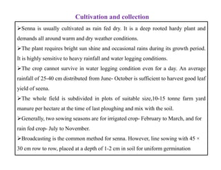 Senna is usually cultivated as rain fed dry. It is a deep rooted hardy plant and
demands all around warm and dry weather conditions.
The plant requires bright sun shine and occasional rains during its growth period.
It is highly sensitive to heavy rainfall and water logging conditions.
The crop cannot survive in water logging condition even for a day. An average
rainfall of 25-40 cm distributed from June- October is sufficient to harvest good leaf
yield of seena.
The whole field is subdivided in plots of suitable size,10-15 tonne farm yard
manure per hectare at the time of last ploughing and mix with the soil.
Generally, two sowing seasons are for irrigated crop- February to March, and for
rain fed crop- July to November.
Broadcasting is the common method for senna. However, line sowing with 45 ×
30 cm row to row, placed at a depth of 1-2 cm in soil for uniform germination
Cultivation and collection
Senna is usually cultivated as rain fed dry. It is a deep rooted hardy plant and
demands all around warm and dry weather conditions.
The plant requires bright sun shine and occasional rains during its growth period.
It is highly sensitive to heavy rainfall and water logging conditions.
The crop cannot survive in water logging condition even for a day. An average
rainfall of 25-40 cm distributed from June- October is sufficient to harvest good leaf
yield of seena.
The whole field is subdivided in plots of suitable size,10-15 tonne farm yard
manure per hectare at the time of last ploughing and mix with the soil.
Generally, two sowing seasons are for irrigated crop- February to March, and for
rain fed crop- July to November.
Broadcasting is the common method for senna. However, line sowing with 45 ×
30 cm row to row, placed at a depth of 1-2 cm in soil for uniform germination
 