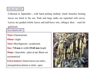 COLLECTION
Collected in September , with hand picking method, whole branches bearing
leaves are dried in the sun. Pods and large stalks are separated with sieves.
Leaves are graded (whole leaves and half-leave mix, siftings). Rest – used for
galenicals.
MACROSCOPY
Taste :Characteristic
Odour :slight
Taste :Mucilagenous , un-pleasant
Size: 7-8 mm in width 25-60 mm length
Shape : lanceolate , spine at top ,Bases are
asymmetrical
Extra features :Senna leaves are entire ,
stout,petiolues,lamina is entire , apex.
Taste :Characteristic
Odour :slight
Taste :Mucilagenous , un-pleasant
Size: 7-8 mm in width 25-60 mm length
Shape : lanceolate , spine at top ,Bases are
asymmetrical
Extra features :Senna leaves are entire ,
stout,petiolues,lamina is entire , apex.
 