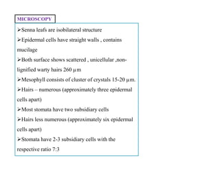 MICROSCOPY
Senna leafs are isobilateral structure
Epidermal cells have straight walls , contains
mucilage
Both surface shows scattered , unicellular ,non-
lignified warty hairs 260 µm
Mesophyll consists of cluster of crystals 15-20 µm.
Hairs – numerous (approximately three epidermal
cells apart)
Most stomata have two subsidiary cells
Hairs less numerous (approximately six epidermal
cells apart)
Stomata have 2-3 subsidiary cells with the
respective ratio 7:3
Senna leafs are isobilateral structure
Epidermal cells have straight walls , contains
mucilage
Both surface shows scattered , unicellular ,non-
lignified warty hairs 260 µm
Mesophyll consists of cluster of crystals 15-20 µm.
Hairs – numerous (approximately three epidermal
cells apart)
Most stomata have two subsidiary cells
Hairs less numerous (approximately six epidermal
cells apart)
Stomata have 2-3 subsidiary cells with the
respective ratio 7:3
 