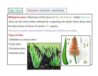 Aloe Vera Synonyms :senna leaf , senai-ki-pati
Biological source: Dried juice of the leaves of Aloe Barbadensis family Liliaceae
Aloes are the solid residue obtained by evaporating the liquid which drains from
the transversely cut leaves of various Aloe species.
The juice is usually concentrated by boiling and solidifies on cooling.
Types of Aloes
1.Barbados or curacao aloes
2.Cape aloes
3.Socotrine aloes
4.Zanzibar aloes
Biological source: Dried juice of the leaves of Aloe Barbadensis family Liliaceae
Aloes are the solid residue obtained by evaporating the liquid which drains from
the transversely cut leaves of various Aloe species.
The juice is usually concentrated by boiling and solidifies on cooling.
Types of Aloes
1.Barbados or curacao aloes
2.Cape aloes
3.Socotrine aloes
4.Zanzibar aloes
 