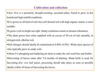 Aloe Vera is a perennial, drought-resisting, succulent plant, found to grow in hot
humid and high rainfall conditions.
It is grown in all kind of soils but well drained soil with high organic matter, is most
suitable.
It grows well in bright sun light. Shady conditions results in disease infestation.
The plant grows best when supplied with an excess of 50 cm of rain annually, in
nitrogen-rich, alkaline soil.
Soil nitrogen should ideally be maintained at 0.40%–0.50%. While most species of
Aloe typically grow in sandy soils.
About 2-3 ploughing and laddering are done to make the soil weed free and friable.
Harvesting of leaves starts after 7-8 months of planting. Sharp knife is used for
harvesting.Aloe vera leaf juices, processing should take place as soon as possible
ideally within 36 hours of harvesting the leaves.
Cultivation and collection
Aloe Vera is a perennial, drought-resisting, succulent plant, found to grow in hot
humid and high rainfall conditions.
It is grown in all kind of soils but well drained soil with high organic matter, is most
suitable.
It grows well in bright sun light. Shady conditions results in disease infestation.
The plant grows best when supplied with an excess of 50 cm of rain annually, in
nitrogen-rich, alkaline soil.
Soil nitrogen should ideally be maintained at 0.40%–0.50%. While most species of
Aloe typically grow in sandy soils.
About 2-3 ploughing and laddering are done to make the soil weed free and friable.
Harvesting of leaves starts after 7-8 months of planting. Sharp knife is used for
harvesting.Aloe vera leaf juices, processing should take place as soon as possible
ideally within 36 hours of harvesting the leaves.
 