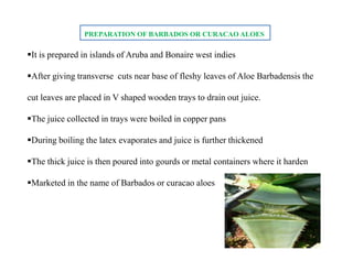 PREPARATION OF BARBADOS OR CURACAO ALOES
It is prepared in islands of Aruba and Bonaire west indies
After giving transverse cuts near base of fleshy leaves of Aloe Barbadensis the
cut leaves are placed in V shaped wooden trays to drain out juice.
The juice collected in trays were boiled in copper pans
During boiling the latex evaporates and juice is further thickened
The thick juice is then poured into gourds or metal containers where it harden
Marketed in the name of Barbados or curacao aloes
It is prepared in islands of Aruba and Bonaire west indies
After giving transverse cuts near base of fleshy leaves of Aloe Barbadensis the
cut leaves are placed in V shaped wooden trays to drain out juice.
The juice collected in trays were boiled in copper pans
During boiling the latex evaporates and juice is further thickened
The thick juice is then poured into gourds or metal containers where it harden
Marketed in the name of Barbados or curacao aloes
 