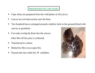  Cape Aloes are prepared from the wild plants of Aloe ferox.
 Leaves are cut transversely near the base.
 Two hundred leaves arranged around a shallow hole in the ground (lined with
canvas or goatskin).
 Cut ends overlap & drain into the canvas.
After 6hrs all the juice is collected.
 Transferred to a drum.
 Boiled for 4hrs on an open fire.
 Poured into tins while hot  solidifies.
PREPARATION OF CAPE ALOES
 Cape Aloes are prepared from the wild plants of Aloe ferox.
 Leaves are cut transversely near the base.
 Two hundred leaves arranged around a shallow hole in the ground (lined with
canvas or goatskin).
 Cut ends overlap & drain into the canvas.
After 6hrs all the juice is collected.
 Transferred to a drum.
 Boiled for 4hrs on an open fire.
 Poured into tins while hot  solidifies.
 