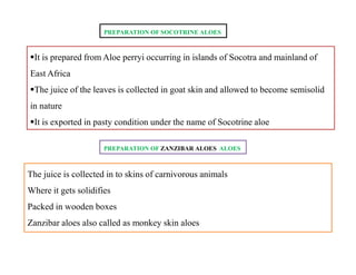PREPARATION OF SOCOTRINE ALOES
It is prepared from Aloe perryi occurring in islands of Socotra and mainland of
East Africa
The juice of the leaves is collected in goat skin and allowed to become semisolid
in nature
It is exported in pasty condition under the name of Socotrine aloe
The juice is collected in to skins of carnivorous animals
Where it gets solidifies
Packed in wooden boxes
Zanzibar aloes also called as monkey skin aloes
PREPARATION OF ZANZIBAR ALOES ALOES
 