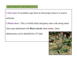 ADULTERANTS AND SUBSTITUTES
1.Nata aloes :It resembles cape aloes in microscopy, hence it is used as
substitute .
2.Mocha aloes : This is a brittle black and glossy aloes with strong odour
Aloes gets adulterated with Black catechu ,Iron stones , these
adulterations can be identified by UV light.
1.Nata aloes :It resembles cape aloes in microscopy, hence it is used as
substitute .
2.Mocha aloes : This is a brittle black and glossy aloes with strong odour
Aloes gets adulterated with Black catechu ,Iron stones , these
adulterations can be identified by UV light.
 