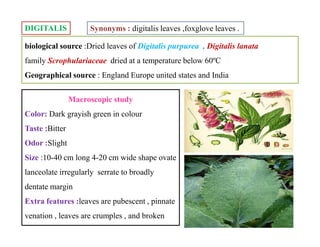 DIGITALIS Synonyms : digitalis leaves ,foxglove leaves .
biological source :Dried leaves of Digitalis purpurea , Digitalis lanata
family Scrophulariaceae dried at a temperature below 60ºC
Geographical source : England Europe united states and India
Macroscopic study
Color: Dark grayish green in colour
Taste :Bitter
Odor :Slight
Size :10-40 cm long 4-20 cm wide shape ovate
lanceolate irregularly serrate to broadly
dentate margin
Extra features :leaves are pubescent , pinnate
venation , leaves are crumples , and broken
Macroscopic study
Color: Dark grayish green in colour
Taste :Bitter
Odor :Slight
Size :10-40 cm long 4-20 cm wide shape ovate
lanceolate irregularly serrate to broadly
dentate margin
Extra features :leaves are pubescent , pinnate
venation , leaves are crumples , and broken
 