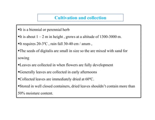 It is a biennial or perennial herb
It is about 1 – 2 m in height , grows at a altitude of 1300-3000 m.
It requires 20-3ºC , rain fall 30-40 cm / anum ,
The seeds of digitalis are small in size so the are mixed with sand for
sowing
Leaves are collected in when flowers are fully development
Generally leaves are collected in early afternoons
Collected leaves are immediately dried at 60ºC.
Stored in well closed containers, dried leaves shouldn’t contain more than
50% moisture content.
Cultivation and collection
It is a biennial or perennial herb
It is about 1 – 2 m in height , grows at a altitude of 1300-3000 m.
It requires 20-3ºC , rain fall 30-40 cm / anum ,
The seeds of digitalis are small in size so the are mixed with sand for
sowing
Leaves are collected in when flowers are fully development
Generally leaves are collected in early afternoons
Collected leaves are immediately dried at 60ºC.
Stored in well closed containers, dried leaves shouldn’t contain more than
50% moisture content.
 