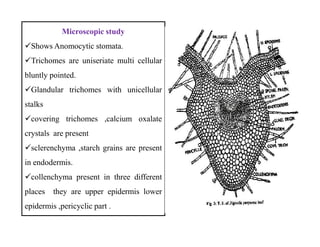 Microscopic study
Shows Anomocytic stomata.
Trichomes are uniseriate multi cellular
bluntly pointed.
Glandular trichomes with unicellular
stalks
covering trichomes ,calcium oxalate
crystals are present
sclerenchyma ,starch grains are present
in endodermis.
collenchyma present in three different
places they are upper epidermis lower
epidermis ,pericyclic part .
Microscopic study
Shows Anomocytic stomata.
Trichomes are uniseriate multi cellular
bluntly pointed.
Glandular trichomes with unicellular
stalks
covering trichomes ,calcium oxalate
crystals are present
sclerenchyma ,starch grains are present
in endodermis.
collenchyma present in three different
places they are upper epidermis lower
epidermis ,pericyclic part .
 