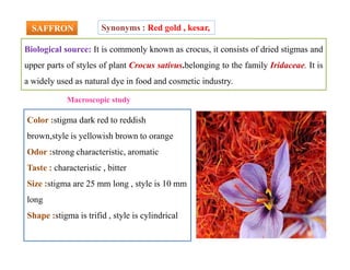 SAFFRONSAFFRON
Biological source: It is commonly known as crocus, it consists of dried stigmas and
upper parts of styles of plant Crocus sativus.belonging to the family Iridaceae. It is
a widely used as natural dye in food and cosmetic industry.
Synonyms : Red gold , kesar,
Color :stigma dark red to reddish
brown,style is yellowish brown to orange
Odor :strong characteristic, aromatic
Taste : characteristic , bitter
Size :stigma are 25 mm long , style is 10 mm
long
Shape :stigma is trifid , style is cylindrical
Macroscopic study
Color :stigma dark red to reddish
brown,style is yellowish brown to orange
Odor :strong characteristic, aromatic
Taste : characteristic , bitter
Size :stigma are 25 mm long , style is 10 mm
long
Shape :stigma is trifid , style is cylindrical
 