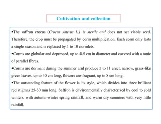 The saffron crocus (Crocus sativus L.) is sterile and does not set viable seed.
Therefore, the crop must be propagated by corm multiplication. Each corm only lasts
a single season and is replaced by 1 to 10 cormlets.
Corms are globular and depressed, up to 4.5 cm in diameter and covered with a tunic
of parallel fibres.
Corms are dormant during the summer and produce 5 to 11 erect, narrow, grass-like
green leaves, up to 40 cm long, flowers are fragrant, up to 8 cm long,
The outstanding feature of the flower is its style, which divides into three brilliant
red stigmas 25-30 mm long. Saffron is environmentally characterized by cool to cold
winters, with autumn-winter spring rainfall, and warm dry summers with very little
rainfall.
Cultivation and collection
The saffron crocus (Crocus sativus L.) is sterile and does not set viable seed.
Therefore, the crop must be propagated by corm multiplication. Each corm only lasts
a single season and is replaced by 1 to 10 cormlets.
Corms are globular and depressed, up to 4.5 cm in diameter and covered with a tunic
of parallel fibres.
Corms are dormant during the summer and produce 5 to 11 erect, narrow, grass-like
green leaves, up to 40 cm long, flowers are fragrant, up to 8 cm long,
The outstanding feature of the flower is its style, which divides into three brilliant
red stigmas 25-30 mm long. Saffron is environmentally characterized by cool to cold
winters, with autumn-winter spring rainfall, and warm dry summers with very little
rainfall.
 