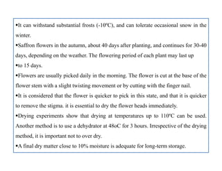 It can withstand substantial frosts (-10ºC), and can tolerate occasional snow in the
winter.
Saffron flowers in the autumn, about 40 days after planting, and continues for 30-40
days, depending on the weather. The flowering period of each plant may last up
to 15 days.
Flowers are usually picked daily in the morning. The flower is cut at the base of the
flower stem with a slight twisting movement or by cutting with the finger nail.
It is considered that the flower is quicker to pick in this state, and that it is quicker
to remove the stigma. it is essential to dry the flower heads immediately.
Drying experiments show that drying at temperatures up to 110ºC can be used.
Another method is to use a dehydrator at 48oC for 3 hours. Irrespective of the drying
method, it is important not to over dry.
A final dry matter close to 10% moisture is adequate for long-term storage.
It can withstand substantial frosts (-10ºC), and can tolerate occasional snow in the
winter.
Saffron flowers in the autumn, about 40 days after planting, and continues for 30-40
days, depending on the weather. The flowering period of each plant may last up
to 15 days.
Flowers are usually picked daily in the morning. The flower is cut at the base of the
flower stem with a slight twisting movement or by cutting with the finger nail.
It is considered that the flower is quicker to pick in this state, and that it is quicker
to remove the stigma. it is essential to dry the flower heads immediately.
Drying experiments show that drying at temperatures up to 110ºC can be used.
Another method is to use a dehydrator at 48oC for 3 hours. Irrespective of the drying
method, it is important not to over dry.
A final dry matter close to 10% moisture is adequate for long-term storage.
 