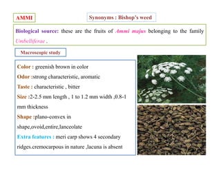 AMMI
Biological source: these are the fruits of Ammi majus belonging to the family
Umbelliferae .
Synonyms : Bishop’s weed
Color : greenish brown in color
Odor :strong characteristic, aromatic
Taste : characteristic , bitter
Size :2-2.5 mm length , 1 to 1.2 mm width ,0.8-1
mm thickness
Shape :plano-convex in
shape,ovoid,entire,lanceolate
Extra features : meri carp shows 4 secondary
ridges.cremocarpous in nature ,lacuna is absent
Macroscopic study
Color : greenish brown in color
Odor :strong characteristic, aromatic
Taste : characteristic , bitter
Size :2-2.5 mm length , 1 to 1.2 mm width ,0.8-1
mm thickness
Shape :plano-convex in
shape,ovoid,entire,lanceolate
Extra features : meri carp shows 4 secondary
ridges.cremocarpous in nature ,lacuna is absent
 