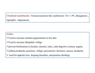 Chemical constituents : Furanocoumarins like xanthotoxin 0.4 -1.9% ,Bergaptoen ,
Ispimplin , Imperatorin,
USES:
Used to increase melanin pigmentation in the skin
Used to increase Idiopathic vitiligo
prevent fertilization in females, diuretic, tonic, calm digestive system, angina,
asthma,toothache, psoriasis, vitiligo; precautions: dizziness, nausea, headache,
 used for appetite loss, sleeping disorders, and pruritus (Itching)
USES:
Used to increase melanin pigmentation in the skin
Used to increase Idiopathic vitiligo
prevent fertilization in females, diuretic, tonic, calm digestive system, angina,
asthma,toothache, psoriasis, vitiligo; precautions: dizziness, nausea, headache,
 used for appetite loss, sleeping disorders, and pruritus (Itching)
 