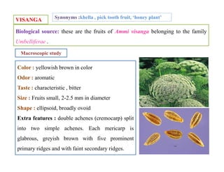 VISANGA
Biological source: these are the fruits of Ammi visanga belonging to the family
Umbelliferae .
Synonyms :khella , pick tooth fruit, ‘honey plant’
Color : yellowish brown in color
Odor : aromatic
Taste : characteristic , bitter
Size : Fruits small, 2-2.5 mm in diameter
Shape : ellipsoid, broadly ovoid
Extra features : double achenes (cremocarp) split
into two simple achenes. Each mericarp is
glabrous, greyish brown with five prominent
primary ridges and with faint secondary ridges.
Macroscopic study
Color : yellowish brown in color
Odor : aromatic
Taste : characteristic , bitter
Size : Fruits small, 2-2.5 mm in diameter
Shape : ellipsoid, broadly ovoid
Extra features : double achenes (cremocarp) split
into two simple achenes. Each mericarp is
glabrous, greyish brown with five prominent
primary ridges and with faint secondary ridges.
 