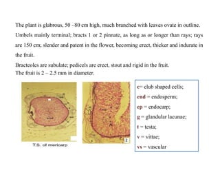 The plant is glabrous, 50 –80 cm high, much branched with leaves ovate in outline.
Umbels mainly terminal; bracts 1 or 2 pinnate, as long as or longer than rays; rays
are 150 cm; slender and patent in the flower, becoming erect, thicker and indurate in
the fruit.
Bracteoles are subulate; pedicels are erect, stout and rigid in the fruit.
The fruit is 2 – 2.5 mm in diameter.
.
c= club shaped cells;
end = endosperm;
ep = endocarp;
g = glandular lacunae;
t = testa;
v = vittae;
vs = vascular
c= club shaped cells;
end = endosperm;
ep = endocarp;
g = glandular lacunae;
t = testa;
v = vittae;
vs = vascular
 
