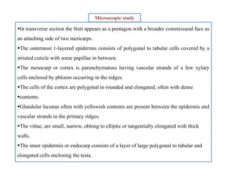 Microscopic study
In transverse section the fruit appears as a pentagon with a broader commissural face as
an attaching side of two mericarps.
The outermost 1-layered epidermis consists of polygonal to tabular cells covered by a
striated cuticle with some papillae in between.
The mesocarp or cortex is parenchymatous having vascular strands of a few xylary
cells enclosed by phloem occurring in the ridges.
The cells of the cortex are polygonal to rounded and elongated, often with dense
contents.
Glandular lacunae often with yellowish contents are present between the epidermis and
vascular strands in the primary ridges.
The vittae, are small, narrow, oblong to elliptic or tangentially elongated with thick
walls.
The inner epidermis or endocarp consists of a layer of large polygonal to tabular and
elongated cells enclosing the testa.
In transverse section the fruit appears as a pentagon with a broader commissural face as
an attaching side of two mericarps.
The outermost 1-layered epidermis consists of polygonal to tabular cells covered by a
striated cuticle with some papillae in between.
The mesocarp or cortex is parenchymatous having vascular strands of a few xylary
cells enclosed by phloem occurring in the ridges.
The cells of the cortex are polygonal to rounded and elongated, often with dense
contents.
Glandular lacunae often with yellowish contents are present between the epidermis and
vascular strands in the primary ridges.
The vittae, are small, narrow, oblong to elliptic or tangentially elongated with thick
walls.
The inner epidermis or endocarp consists of a layer of large polygonal to tabular and
elongated cells enclosing the testa.
 