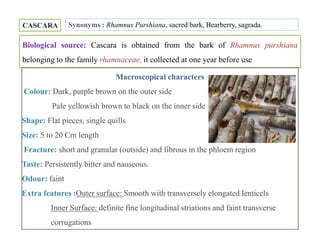 CASCARA
Biological source: Cascara is obtained from the bark of Rhamnus purshiana
belonging to the family rhamnaceae, it collected at one year before use
Synonyms : Rhamnus Purshiana, sacred bark, Bearberry, sagrada.
Macroscopical characters
Colour: Dark, purple brown on the outer side
Pale yellowish brown to black on the inner side
Shape: Flat pieces, single quills
Size: 5 to 20 Cm length
Fracture: short and granular (outside) and fibrous in the phloem region
Taste: Persistently bitter and nauseous.
Odour: faint
Extra features :Outer surface: Smooth with transversely elongated lenticels
Inner Surface: definite fine longitudinal striations and faint transverse
corrugations
Macroscopical characters
Colour: Dark, purple brown on the outer side
Pale yellowish brown to black on the inner side
Shape: Flat pieces, single quills
Size: 5 to 20 Cm length
Fracture: short and granular (outside) and fibrous in the phloem region
Taste: Persistently bitter and nauseous.
Odour: faint
Extra features :Outer surface: Smooth with transversely elongated lenticels
Inner Surface: definite fine longitudinal striations and faint transverse
corrugations
 
