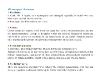 Microscopical characters
1. Periderm:
a. Cork: 10-13 layers, cells rectangular and arranged regularly in radial rows and
have some reddish brown contents.
b. Phellogen and Phelloderm: not clear.
2. Cortex:
Cortex relatively narrow, cells from the outer few layers collenchymatous and the
rest parenchymatous. Groups of Sclereids which are ovoid to irregular in shape and
yellowish in colour are scattered in the parenchyma of the cortex. Parenchymatous
cells encircling the groups of Sclereids contain prisms of calcium oxalate.
3. Secondary phloem:
It consists of phloem parenchyma, phloem fibres and medullary rays
Group of Sclereids as in the cortex may also be found, through not common, in the
phloem parenchyma. Each group of fibres is tangentially elongated and encircled by
a layer of parenchymatous sheath whose cells contain calcium oxalate prisms.
4. Medullary rays:
They are numerous and transverse radially the phloem parenchyma. The rays are
wavy, 2-4 cells in width and extend up to cortex where they become wider.
Microscopical characters
1. Periderm:
a. Cork: 10-13 layers, cells rectangular and arranged regularly in radial rows and
have some reddish brown contents.
b. Phellogen and Phelloderm: not clear.
2. Cortex:
Cortex relatively narrow, cells from the outer few layers collenchymatous and the
rest parenchymatous. Groups of Sclereids which are ovoid to irregular in shape and
yellowish in colour are scattered in the parenchyma of the cortex. Parenchymatous
cells encircling the groups of Sclereids contain prisms of calcium oxalate.
3. Secondary phloem:
It consists of phloem parenchyma, phloem fibres and medullary rays
Group of Sclereids as in the cortex may also be found, through not common, in the
phloem parenchyma. Each group of fibres is tangentially elongated and encircled by
a layer of parenchymatous sheath whose cells contain calcium oxalate prisms.
4. Medullary rays:
They are numerous and transverse radially the phloem parenchyma. The rays are
wavy, 2-4 cells in width and extend up to cortex where they become wider.
 