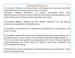 Microscopical characters
1. Periderm: Phellem (cork):Several layers with tabular cells, outer layers are filled
with reddish brown contents and inner few are colorless.
Phellogen: Indistinct Phelloderm: 3-5 layered, immediately below cork,
parenchymatous cells whose corners thickened with cellulose (collenchymatous some
cells contain prism of calcium oxalate and minute starch grain.
2.Secondary phloem: Radially the fibre bundles alternated with soft phloem
elements and tangentially with medullary rays.
3. Medullary rays:Distinct, bi-to multiseriate, parenchymatous, in continuation with
those of xylem
4. Secondary xylem:Well represented, divided (like phloem) by large medullary rays
at regular interval. Xylem consists of vessel, fibres and lignified wood parenchyma.
The vessels, fibres and lignified wood parenchyma the vessels, fibres and lignified
wood parenchyma the vessels which are relatively wide show scalariform and
bordered pitted thickenings.
5. Pith:Consist of large parenchyma with intercellular spaces and contain few starch
grains. Pith absent in root.
Microscopical characters
1. Periderm: Phellem (cork):Several layers with tabular cells, outer layers are filled
with reddish brown contents and inner few are colorless.
Phellogen: Indistinct Phelloderm: 3-5 layered, immediately below cork,
parenchymatous cells whose corners thickened with cellulose (collenchymatous some
cells contain prism of calcium oxalate and minute starch grain.
2.Secondary phloem: Radially the fibre bundles alternated with soft phloem
elements and tangentially with medullary rays.
3. Medullary rays:Distinct, bi-to multiseriate, parenchymatous, in continuation with
those of xylem
4. Secondary xylem:Well represented, divided (like phloem) by large medullary rays
at regular interval. Xylem consists of vessel, fibres and lignified wood parenchyma.
The vessels, fibres and lignified wood parenchyma the vessels, fibres and lignified
wood parenchyma the vessels which are relatively wide show scalariform and
bordered pitted thickenings.
5. Pith:Consist of large parenchyma with intercellular spaces and contain few starch
grains. Pith absent in root.
 