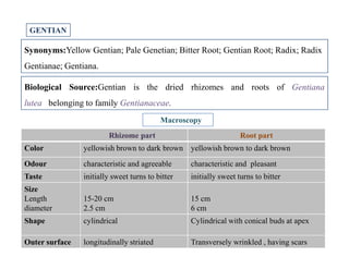 GENTIAN
Synonyms:Yellow Gentian; Pale Genetian; Bitter Root; Gentian Root; Radix; Radix
Gentianae; Gentiana.
Biological Source:Gentian is the dried rhizomes and roots of Gentiana
lutea belonging to family Gentianaceae.
Rhizome part Root part
Macroscopy
Rhizome part Root part
Color yellowish brown to dark brown yellowish brown to dark brown
Odour characteristic and agreeable characteristic and pleasant
Taste initially sweet turns to bitter initially sweet turns to bitter
Size
Length
diameter
15-20 cm
2.5 cm
15 cm
6 cm
Shape cylindrical Cylindrical with conical buds at apex
Outer surface longitudinally striated Transversely wrinkled , having scars
 