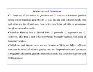 Adulterants and Substitutes
G. purpurea, G. pannonica, G. punctata and G. acaulis are European gentians
having similar medicinal properties to G. lutea and are used indiscriminately with
each other and the official root, from which they differ but little in appearance,
though are somewhat smaller.
American Gentian root is derived from G. puberula, G. saponaria and G.
Andrewsii. This drug is said to have properties practically identical with those of
European varieties.
Belladonna and Aconite roots, and the rhizomes of Orris and White Hellebore
have been found mixed with the genuine root, and the powdered root of commerce
is frequently adulterated, ground almond shells and olive stones having been used
for this purpose.
Adulterants and Substitutes
G. purpurea, G. pannonica, G. punctata and G. acaulis are European gentians
having similar medicinal properties to G. lutea and are used indiscriminately with
each other and the official root, from which they differ but little in appearance,
though are somewhat smaller.
American Gentian root is derived from G. puberula, G. saponaria and G.
Andrewsii. This drug is said to have properties practically identical with those of
European varieties.
Belladonna and Aconite roots, and the rhizomes of Orris and White Hellebore
have been found mixed with the genuine root, and the powdered root of commerce
is frequently adulterated, ground almond shells and olive stones having been used
for this purpose.
 