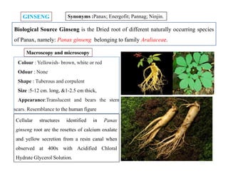 GINSENGGINSENG Synonyms :Panax; Energofit; Pannag; Ninjin.
Biological Source Ginseng is the Dried root of different naturally occurring species
of Panax, namely: Panax ginseng belonging to family Araliaceae.
Colour : Yellowish- brown, white or red
Odour : None
Shape : Tuberous and corpulent
Size :5-12 cm. long, &1-2.5 cm thick,
Appearance:Translucent and bears the stem
scars. Resemblance to the human figure
Macroscopy and microscopy
Colour : Yellowish- brown, white or red
Odour : None
Shape : Tuberous and corpulent
Size :5-12 cm. long, &1-2.5 cm thick,
Appearance:Translucent and bears the stem
scars. Resemblance to the human figure
Cellular structures identified in Panax
ginseng root are the rosettes of calcium oxalate
and yellow secretion from a resin canal when
observed at 400x with Acidified Chloral
Hydrate Glycerol Solution.
 