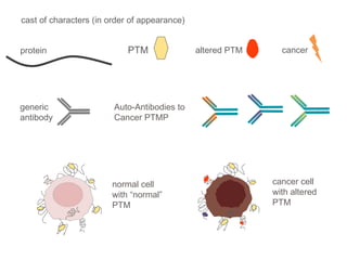 cast of characters (in order of appearance) protein PTM altered PTM cancer generic antibody Auto-Antibodies to Cancer PTMP normal cell with “normal” PTM cancer cell with altered PTM 