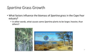 Spartina Grass Growth
• What factors influence the biomass of Spartina grass in the Cape Fear
estuary?
• In other words, what causes some Spartina plants to be larger, heavier, than
others?
16
 