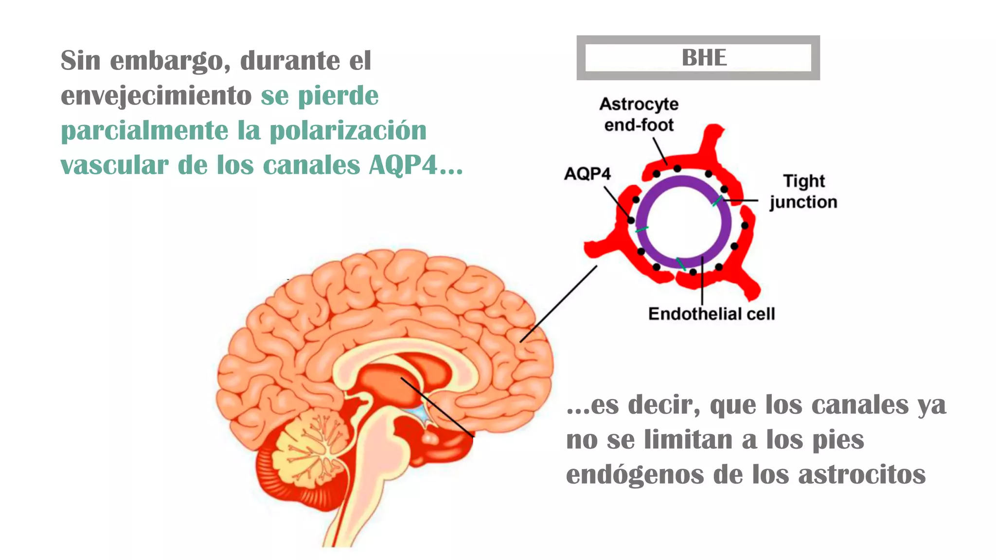 Sistema Glinfático PPT