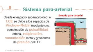Sistema Glinfático | PDF