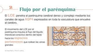 Sistema Glinfático | PDF