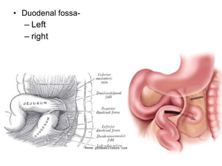 • Duodenal fossa-
– Left
– right
 