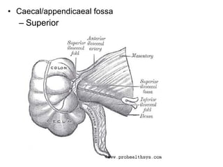 • Caecal/appendicaeal fossa
– Superior
 