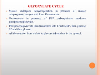 Glyoxylate Cycle- Basic idea and biochemical cycle with importane | PDF