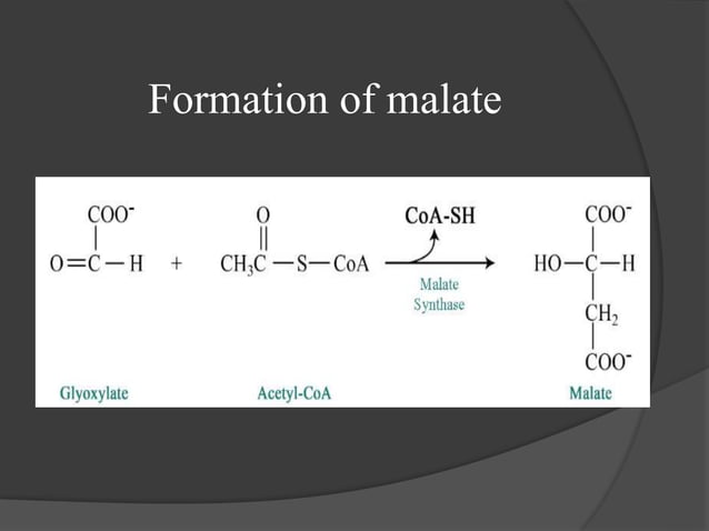 Glyoxlate cycle | PPT