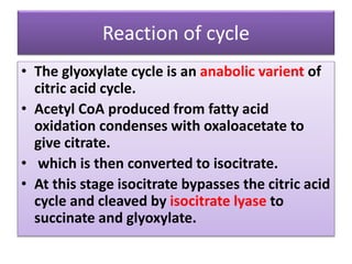 Reaction of cycle
• The glyoxylate cycle is an anabolic varient of
citric acid cycle.
• Acetyl CoA produced from fatty acid
oxidation condenses with oxaloacetate to
give citrate.
• which is then converted to isocitrate.
• At this stage isocitrate bypasses the citric acid
cycle and cleaved by isocitrate lyase to
succinate and glyoxylate.
 
