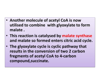 • Another molecule of acetyl CoA is now
utilised to combine with glyoxylate to form
malate .
• This reaction is catalysed by malate synthase
and malate so formed enters citric acid cycle.
• The glyoxylate cycle is cyclic pathway that
results in the conversion of two 2 carbon
fregments of acetyl CoA to 4-carbon
compound,succinate.
 
