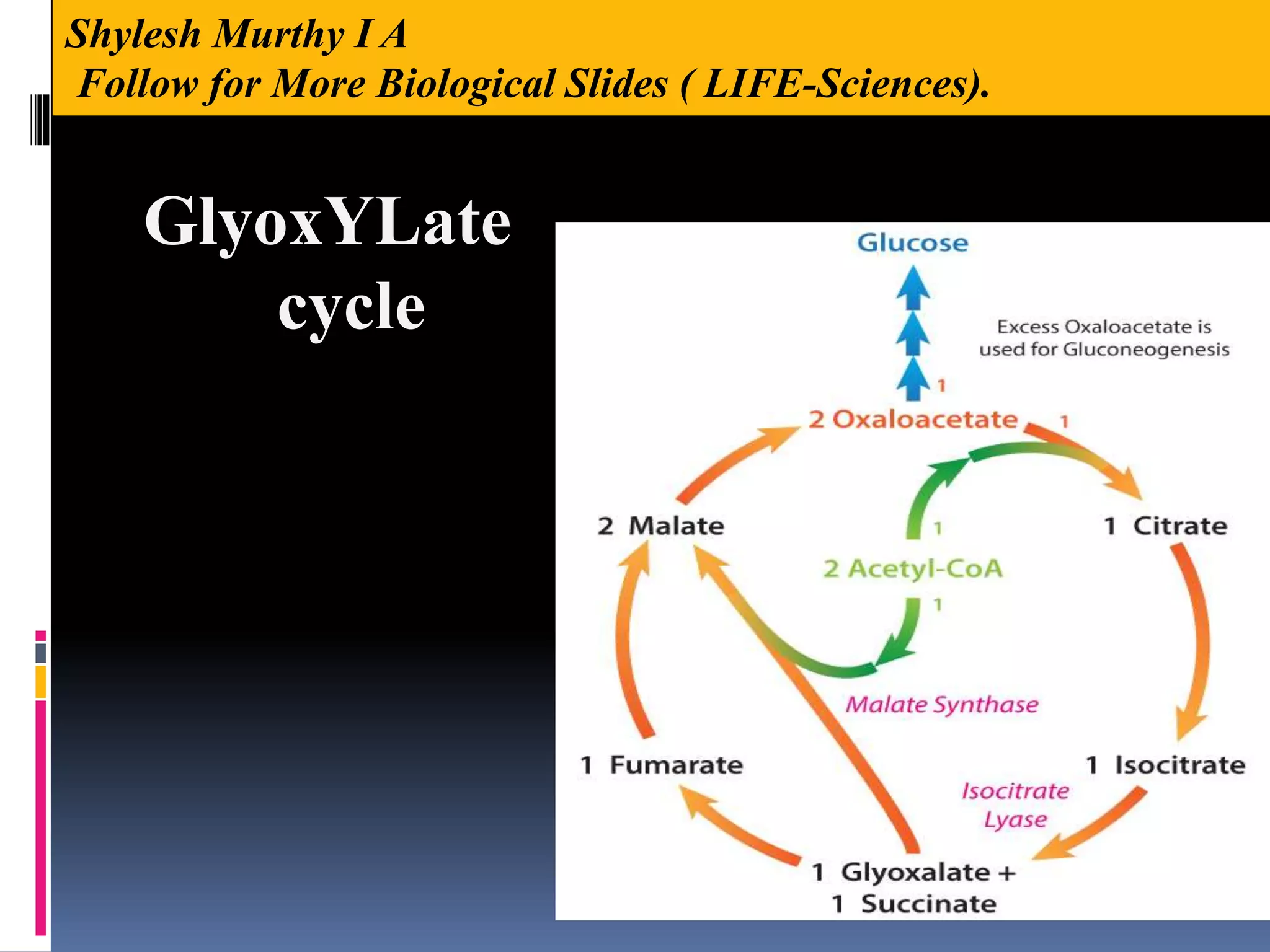 GlyoxYLate
cycle
Shylesh Murthy I A
Follow for More Biological Slides ( LIFE-Sciences).